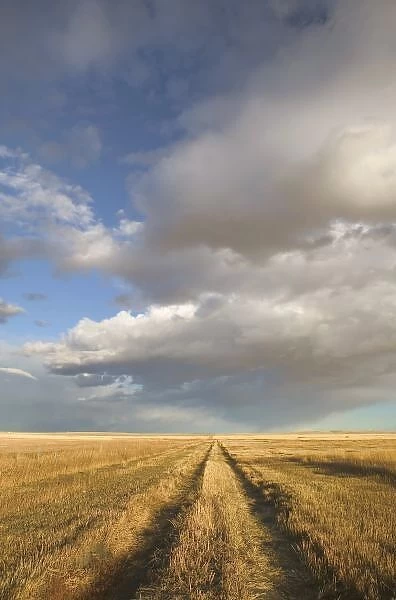 Canada, Alberta, Stand Off: Landscape with Dramatic Sky Wheat Field Road