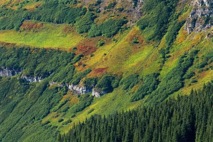 Framed Print : Canada, Alberta, Waterton Lakes National Park. Alpine vegetation on mountain slope Framed Print : Canada, Alberta, Waterton Lakes National Park. Alpine vegetation on mountain slope