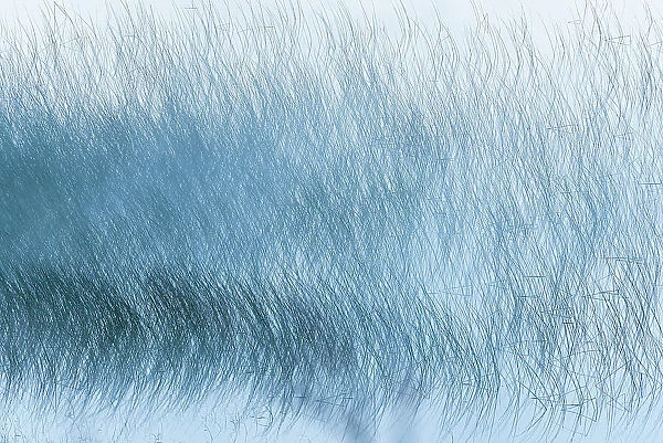 Canada, Alberta, Waterton Lakes National Park. Reed pattern on Maskinonge Lake in fog
