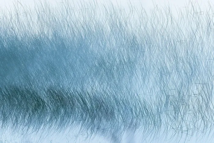 Framed Print : Canada, Alberta, Waterton Lakes National Park. Reed pattern on Maskinonge Lake in fog Framed Print : Canada, Alberta, Waterton Lakes National Park. Reed pattern on Maskinonge Lake in fog