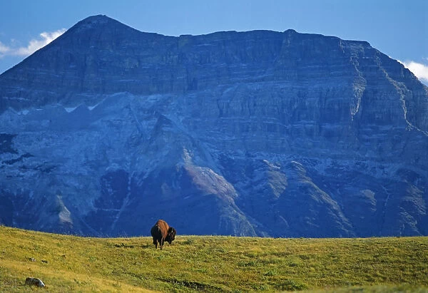 Canada, Alberta, Waterton National Park. Bison and Sofa Mountain