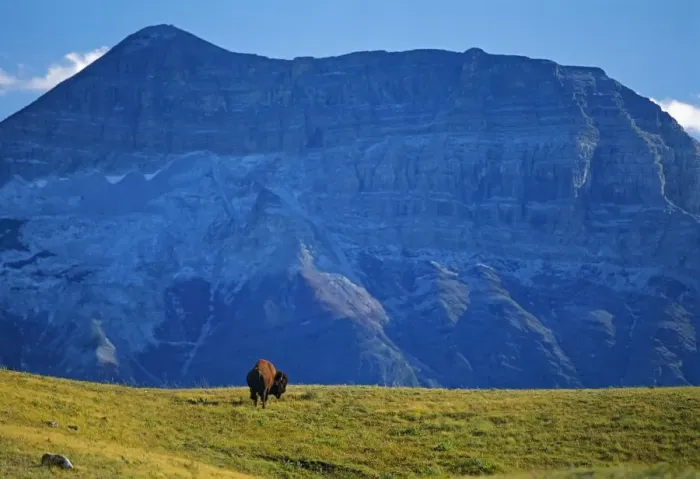 Framed Print : Canada, Alberta, Waterton National Park. Bison and Sofa Mountain Framed Print : Canada, Alberta, Waterton National Park. Bison and Sofa Mountain