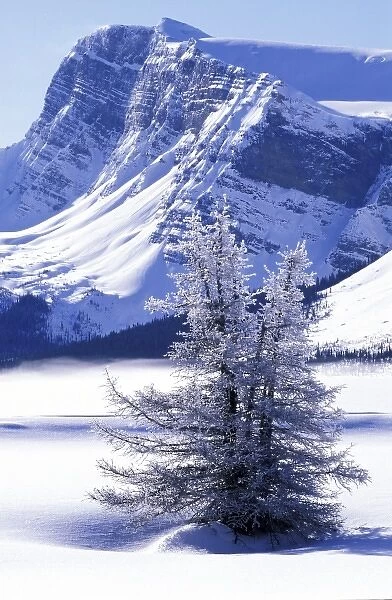 Canada, Banff National Park, Canadian Rockies. Frost-covered tree and Crowfoot Mountain
