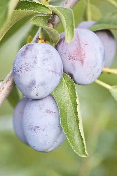 Canada, BC, Okanagan Valley, Plums Ripe for Harvest