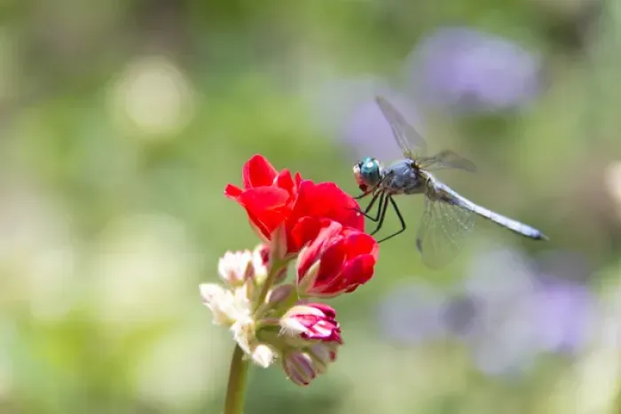 Framed Print : Canada, BC, Vancouver Island Western Pondhawk (Erythemis collocata) dragonfly on flower Framed Print : Canada, BC, Vancouver Island Western Pondhawk (Erythemis collocata) dragonfly on flower