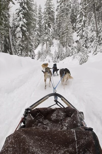 Canada, BC, Whistler, Soo Valley. Dog sled adventure. Tourists allowed to mush their own sled  /  team