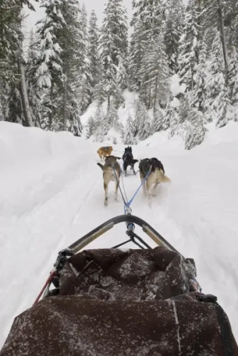 Framed Print : Canada, BC, Whistler, Soo Valley. Dog sled adventure. Tourists allowed to mush their own sled / team Framed Print : Canada, BC, Whistler, Soo Valley. Dog sled adventure. Tourists allowed to mush their own sled / team