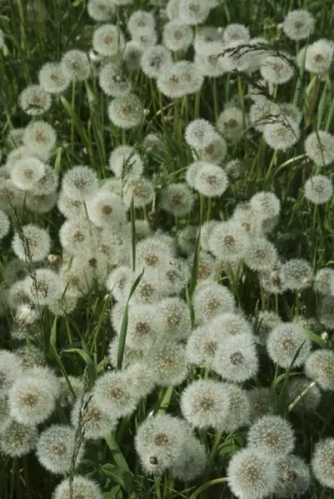 Framed Print : Canada, British Columbia