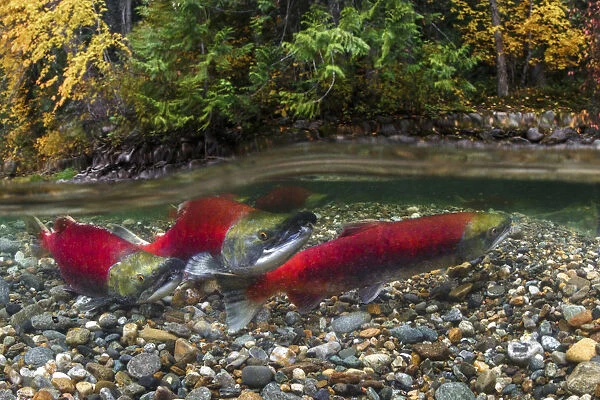 Canada, British Columbia, Adams River. Sockeye salmon split shot