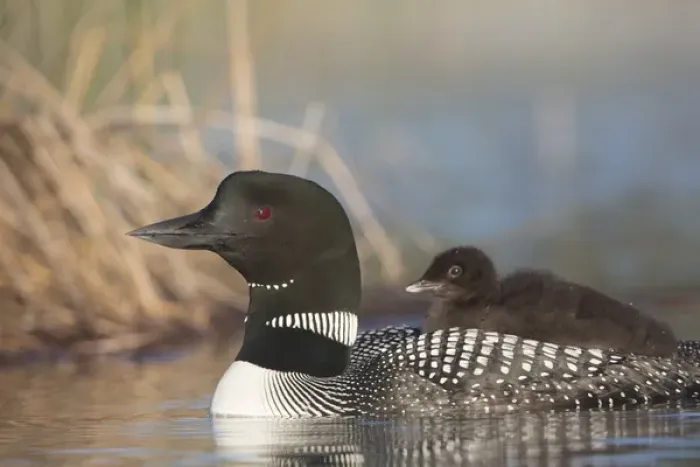 Framed Print : Canada, British Columbia. Adult Common Loon (Gavia immer) floats with a chick