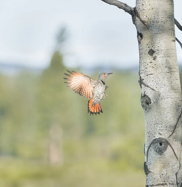 Canada, British Columbia. Adult male Northern Flicker (Colaptes auratus) flies to