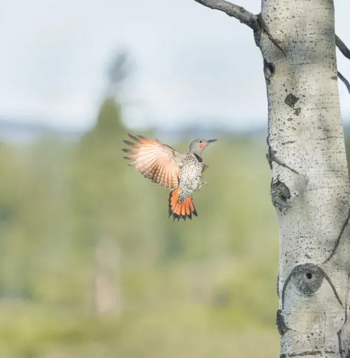 Framed Print : Canada, British Columbia. Adult male Northern Flicker (Colaptes auratus) flies to Framed Print : Canada, British Columbia. Adult male Northern Flicker (Colaptes auratus) flies to