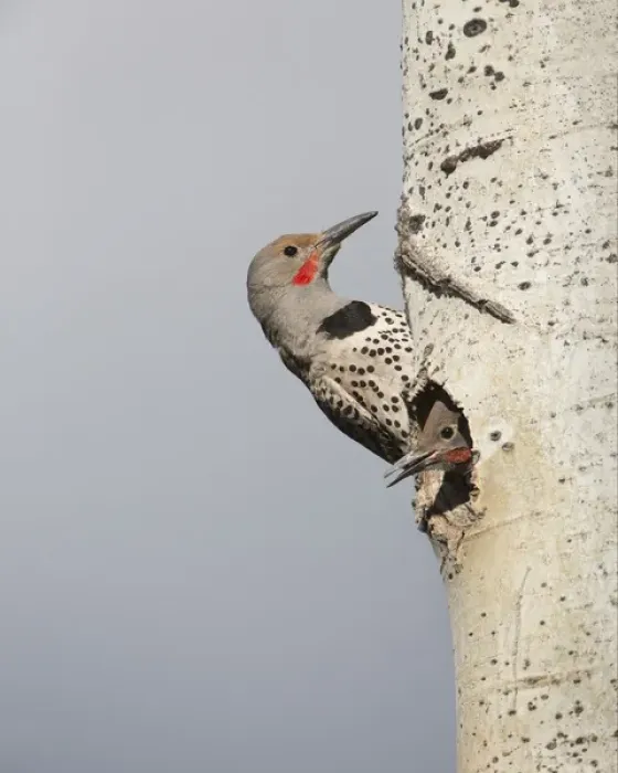Framed Print : Canada, British Columbia. Adult male Northern Flicker (Colaptes auratus) at nesthole Framed Print : Canada, British Columbia. Adult male Northern Flicker (Colaptes auratus) at nesthole