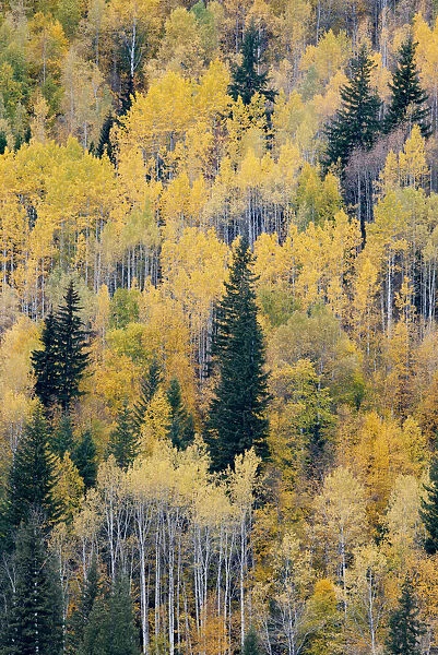 Canada, British Columbia. Autumn aspen and pines, Wells-Gray Provincial Park
