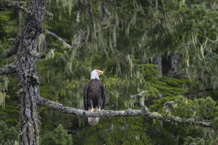 Framed Print : Canada, British Columbia. A Bald Eagle (Haliaeetus leucocephalus Framed Print : Canada, British Columbia. A Bald Eagle (Haliaeetus leucocephalus