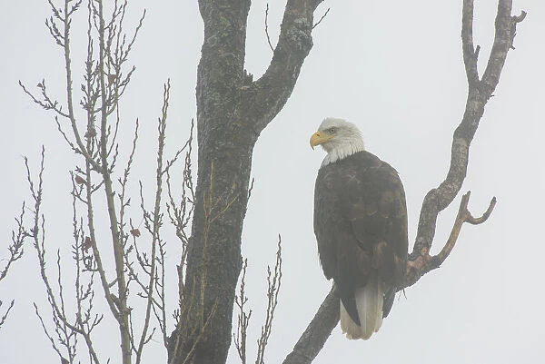 Canada, British Columbia. Bald eagle perched on tree in fog