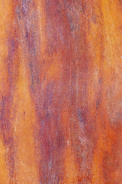 Canada, British Columbia. Bark detail of madrone tree smooth bark