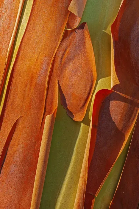 Framed Print : Canada, British Columbia. Bark detail of madrone tree bark peels Framed Print : Canada, British Columbia. Bark detail of madrone tree bark peels