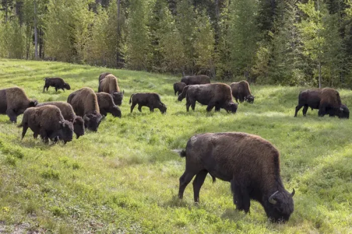 Framed Print : Canada, British Columbia. Bison grazing on grass Framed Print : Canada, British Columbia. Bison grazing on grass