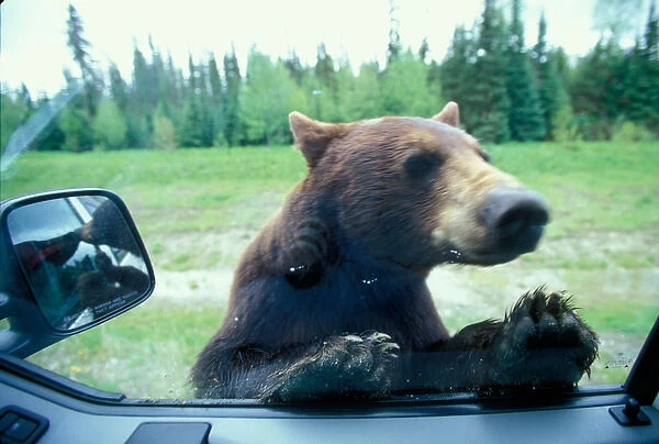 Canada, British Columbia, Black Bear (Ursus americanus) looks in camper window near Mt