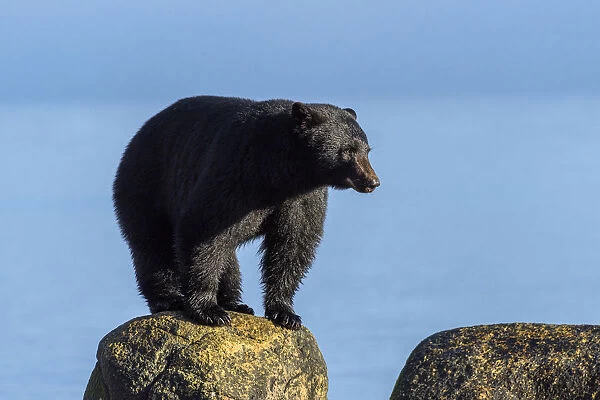 Canada, British Columbia. Black bear at edge of estuary