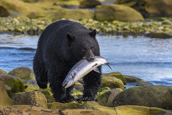 Canada, British Columbia. Black bear with freshly caught Coho salmon