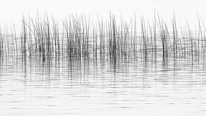 Framed Print : Canada, British Columbia. Black and white of reeds reflect in Lac Le Jeune. ©Don Paulson  /  Jaynes Gallery  /  DanitaDelimont.com
