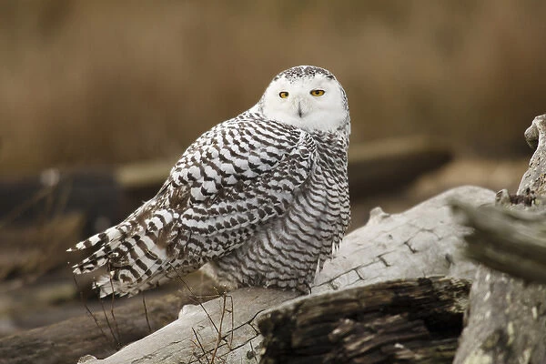 Canada, British Columbia, Boundary Bay, Snowy Owl (Nyctea scandiaca)