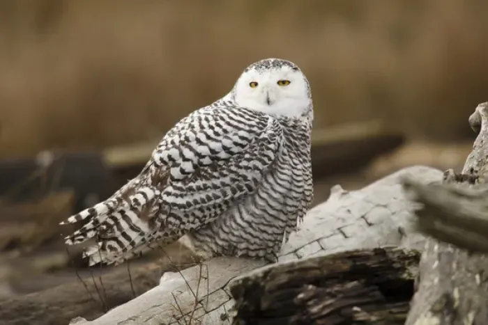Framed Print : Canada, British Columbia, Boundary Bay, Snowy Owl (Nyctea scandiaca)
