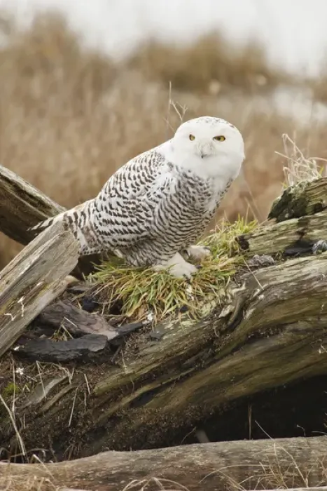Framed Print : Canada, British Columbia, Boundary Bay, Snowy Owl (Nyctea scandiaca) Framed Print : Canada, British Columbia, Boundary Bay, Snowy Owl (Nyctea scandiaca)