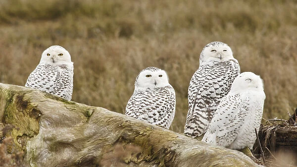 Canada, British Columbia, Boundary Bay, group of four Snowy Owls (Nyctea scandiaca)
