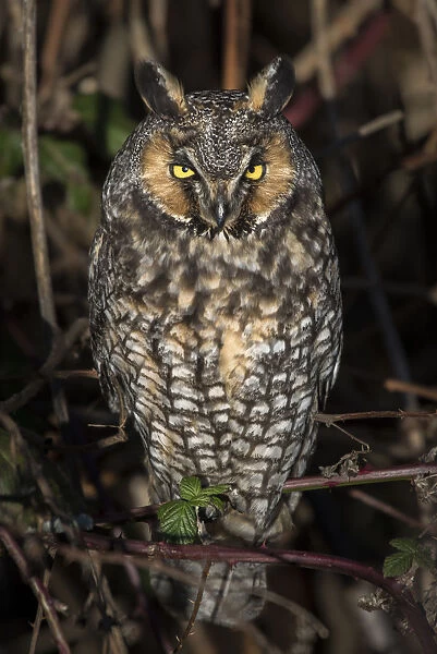 Canada, British Columbia, Boundary Bay. Long-eared owl perched on blackberry bush