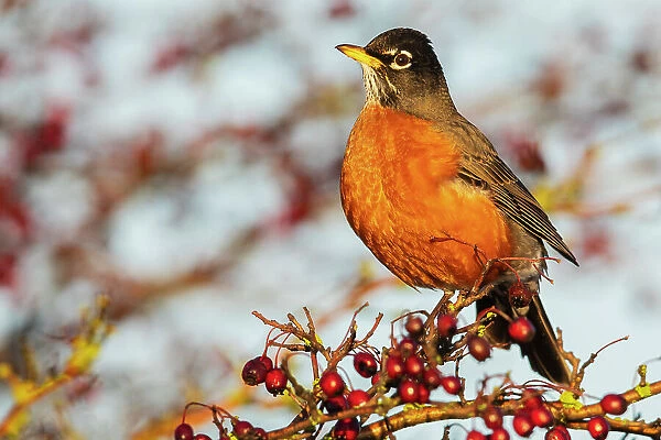 Canada, British Columbia, Boundary Bay, American robin, winter berry feast