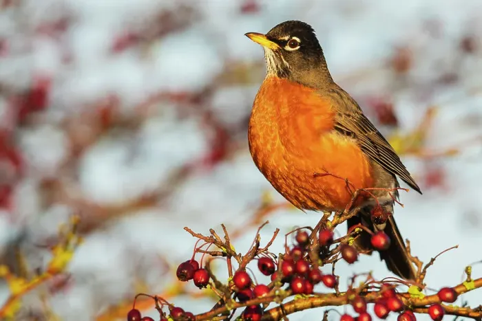 Framed Print : Canada, British Columbia, Boundary Bay, American robin, winter berry feast Framed Print : Canada, British Columbia, Boundary Bay, American robin, winter berry feast