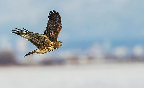 Canada, British Columbia, Boundary Bay, Northern harrier flyby