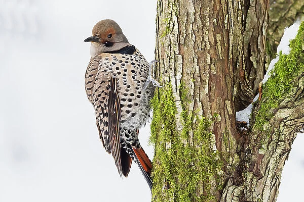 Canada, British Columbia, Boundary Bay, red-shafted flicker, first winter