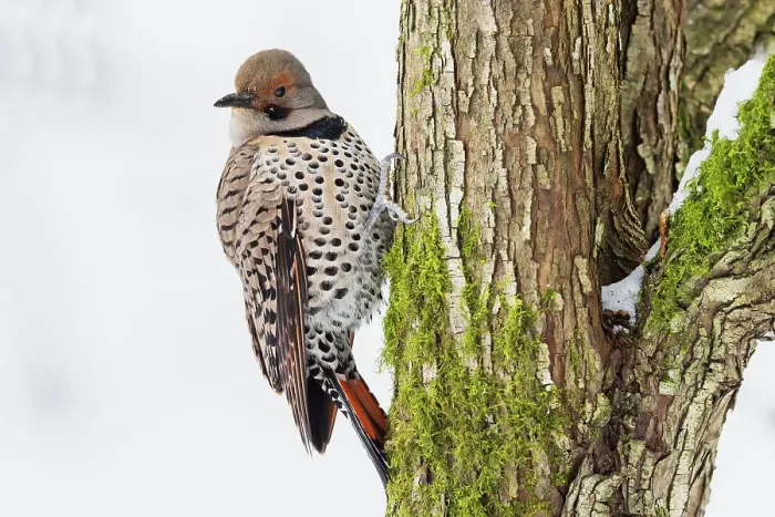 Framed Print : Canada, British Columbia, Boundary Bay, red-shafted flicker, first winter Framed Print : Canada, British Columbia, Boundary Bay, red-shafted flicker, first winter