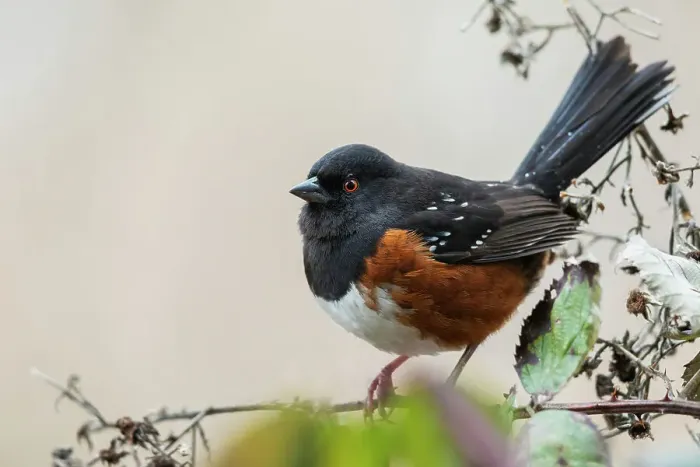 Framed Print : Canada, British Columbia, Boundary Bay, rufous-sided towhee