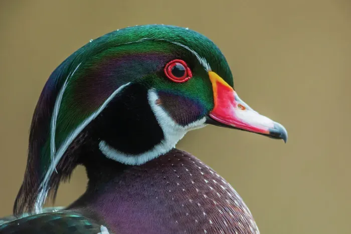 Framed Print : Canada, British Columbia, Boundary Bay, wood duck close-up