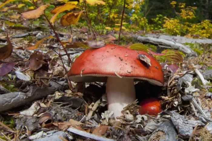 Framed Print : Canada, British Columbia, Bowron Lakes Provincial Park. Brilliantly-colored red mushroom