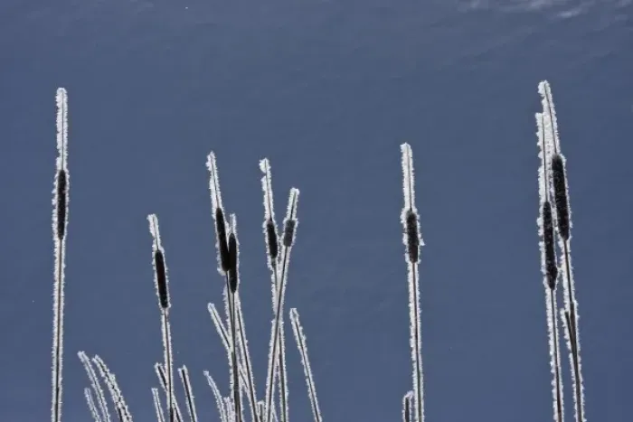 Framed Print : Canada, British Columbia. Bulrushes coated with hoar frost with snow in background Framed Print : Canada, British Columbia. Bulrushes coated with hoar frost with snow in background