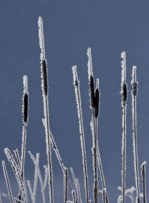 Framed Print : Canada, British Columbia. Bulrushes coated with hoar frost with snow in background