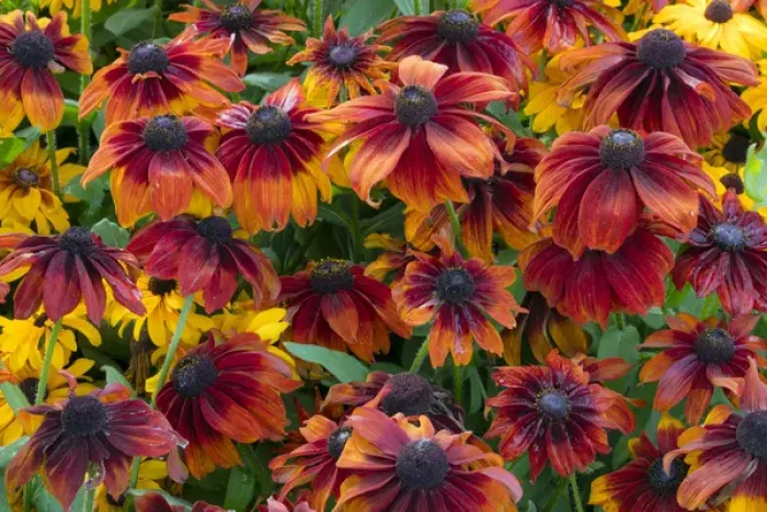 Framed Print : Canada, British Columbia, Chetwynd. Close-up of rudbeckia flowers