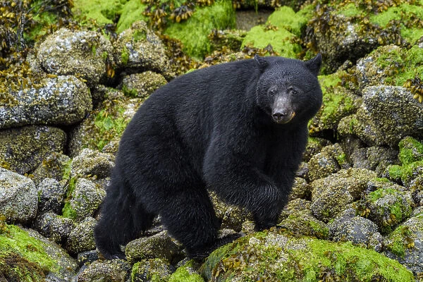 Canada, British Columbia, Clayoquot Sound. Black bear foraging in intertidal zone
