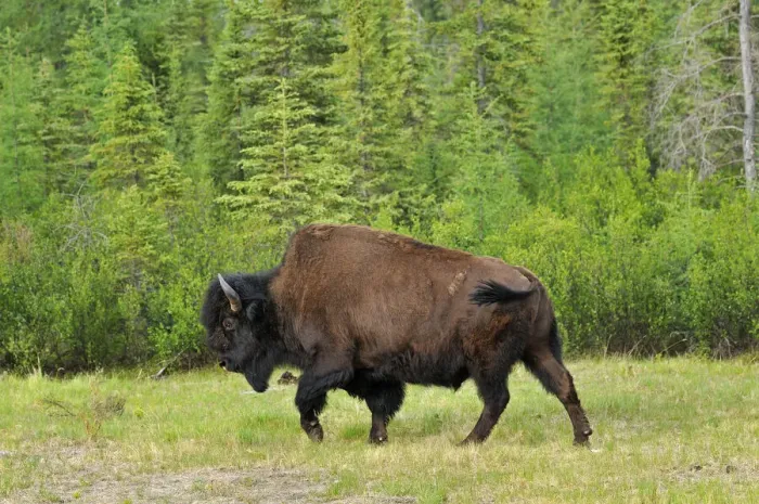 Framed Print : Canada, British Columbia, Coal River. Wood bison close-up Framed Print : Canada, British Columbia, Coal River. Wood bison close-up