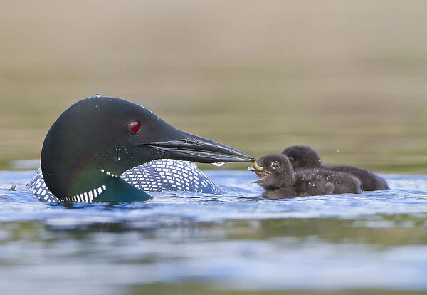 Canada, British Columbia. Common Loon (Gavia Immer) adult feeds aquatic insect to chick