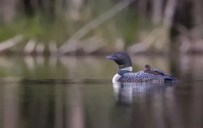 Framed Print : Canada, British Columbia. A Common Loon (Gavia Immer) chick takes a ride aboard a Framed Print : Canada, British Columbia. A Common Loon (Gavia Immer) chick takes a ride aboard a