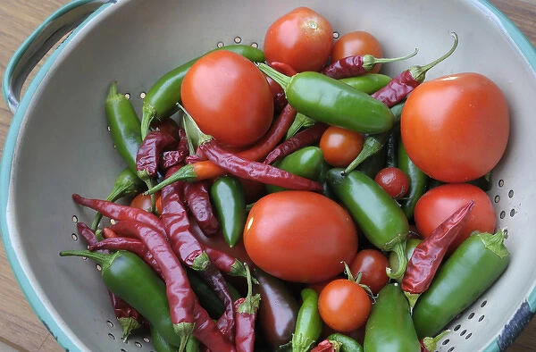 Canada, British Columbia, Cowichan Valley. Tomatoes and hot peppers in a colander