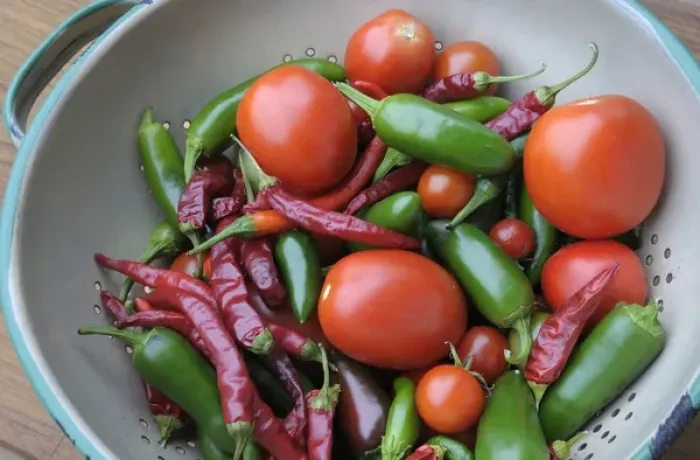 Framed Print : Canada, British Columbia, Cowichan Valley. Tomatoes and hot peppers in a colander