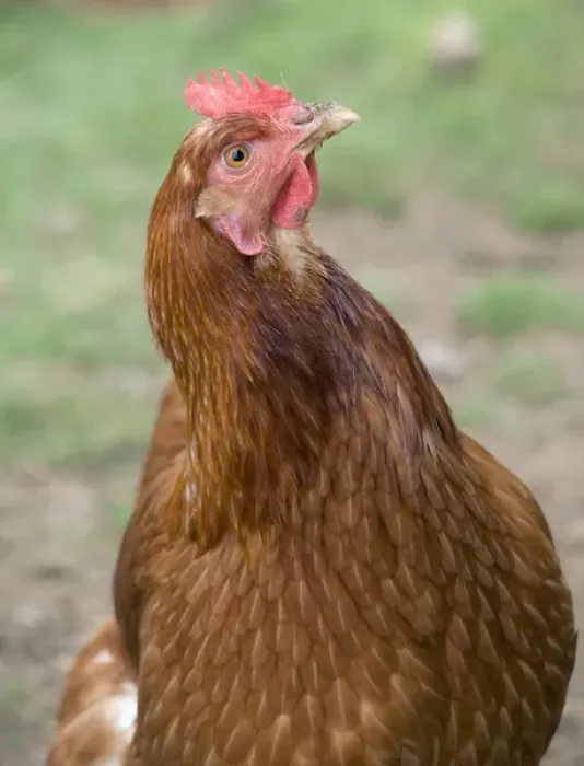 Framed Print : Canada, British Columbia, Cowichan Valley. Close up photo of a hen Framed Print : Canada, British Columbia, Cowichan Valley. Close up photo of a hen